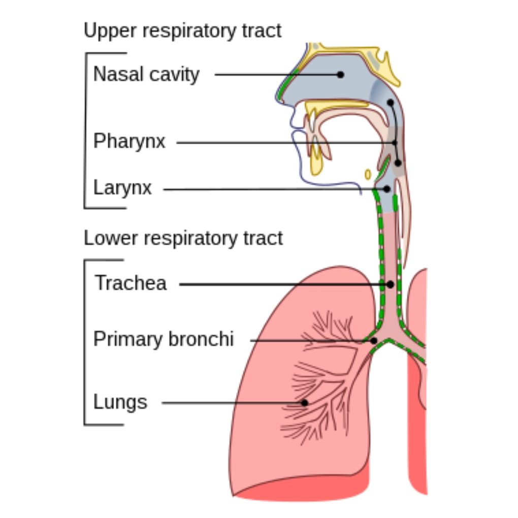 A diagram of the respiratory system, showing the upper and lower respiratory tracts.